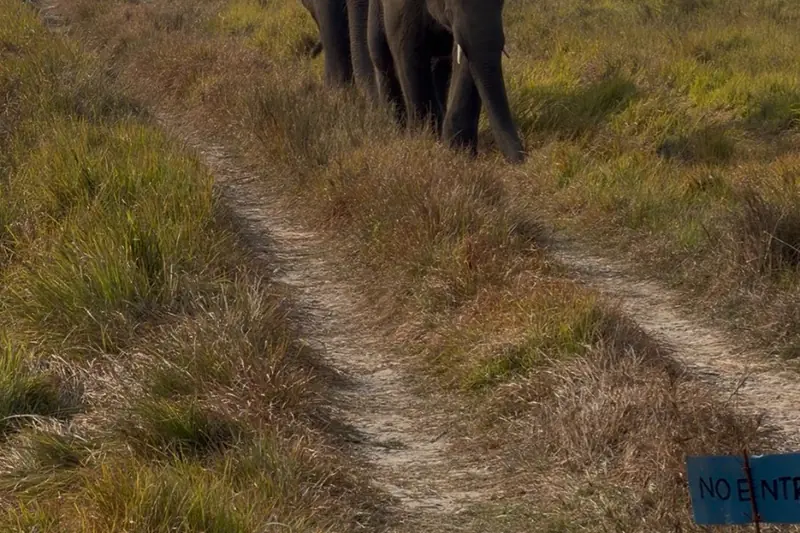 Elephant Ride