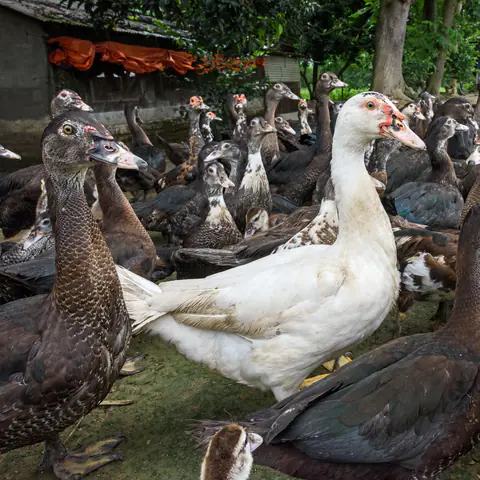 Farm