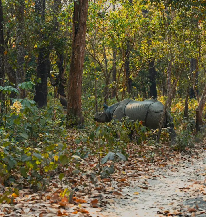 Three Nights Four Days Chitwan package